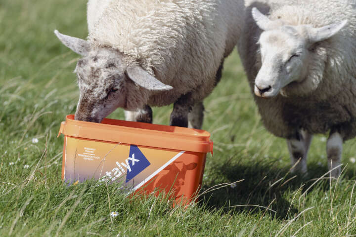 CRYSTALYX Mentholyx (Orange)